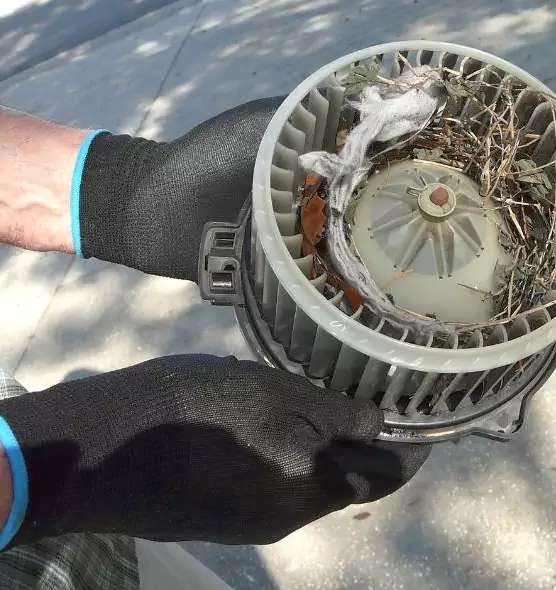 About Air Duct Mice Removal in Seguin, TX